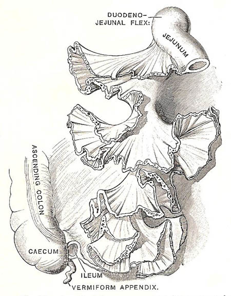 The mesentery