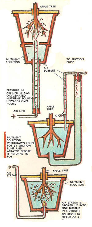 methods of supplying aerated nutrient solution to apple trees