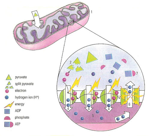 The mitochondrion as a  source of cellular energy