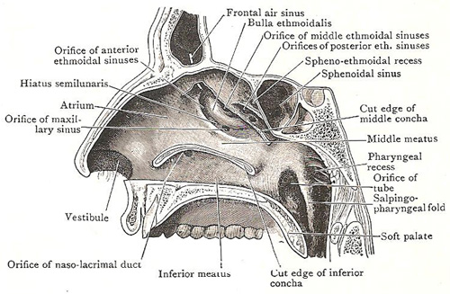 lateral wall of nasal cavity and nasopharynx