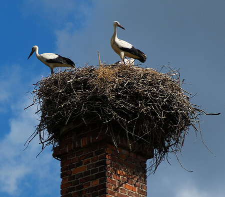 stork's nest