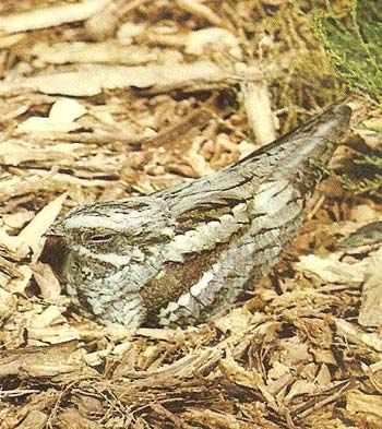 European nightjar