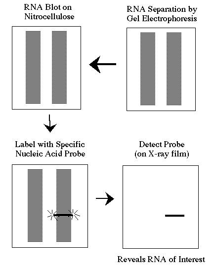 northern blot test