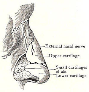 cartilages of the external nose