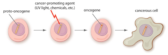 development of a cancerous cell from a proto-oncogene