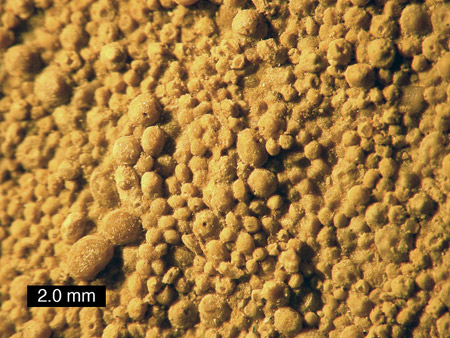 Ooliths on the surface of a limestone