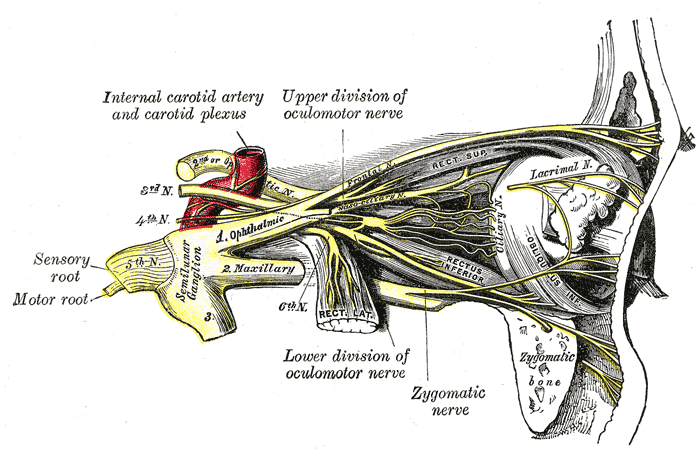ophthalmic nerve
