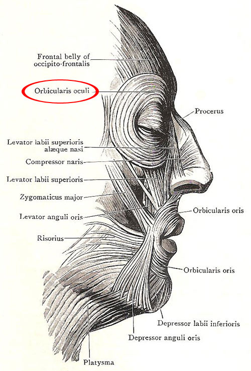 orbicularis oculi