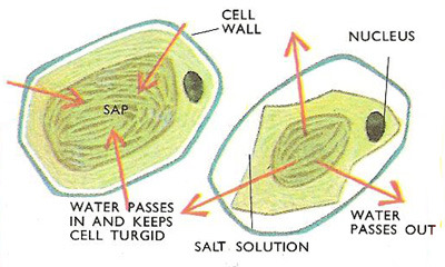 osmosis in plant cells