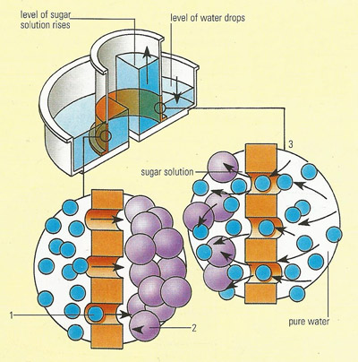 osmosis in sugar solution