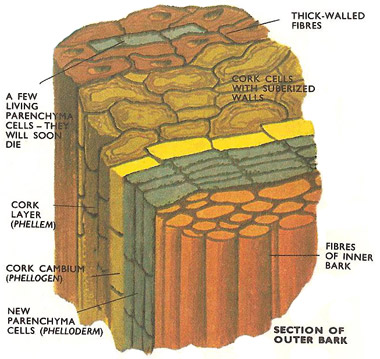 Outer bark