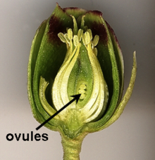 ovules