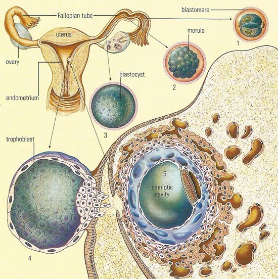 fertilization