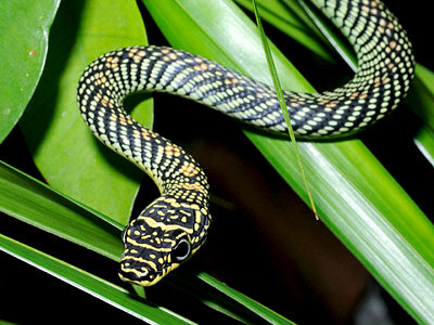 paradise tree snake