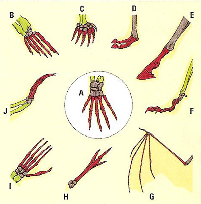 pentadactyl limbs