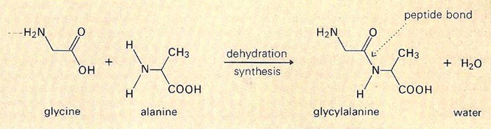 formation of a dipeptide containing one peptide bond