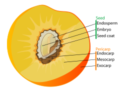 structure of the pericarp and seed