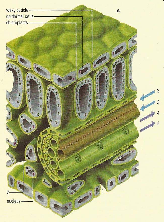 raw materials of photosynthesis