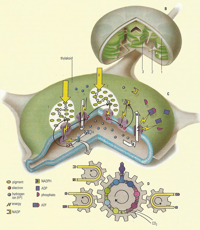 photosynthesis