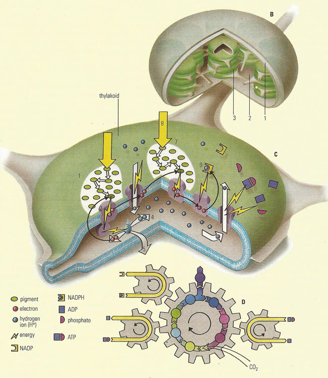 photosynthesis