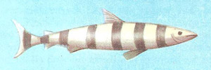 pilot fish