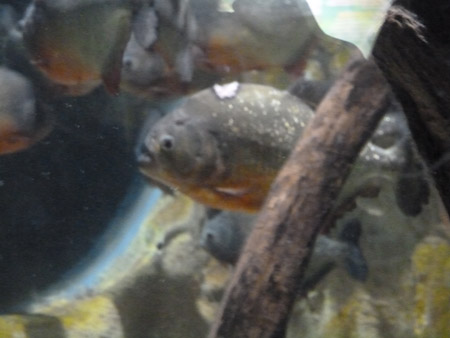 piranha