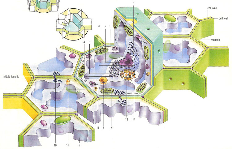 cross section through a plant cell and surrounding cells