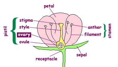 flower parts