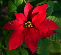 poinsettia