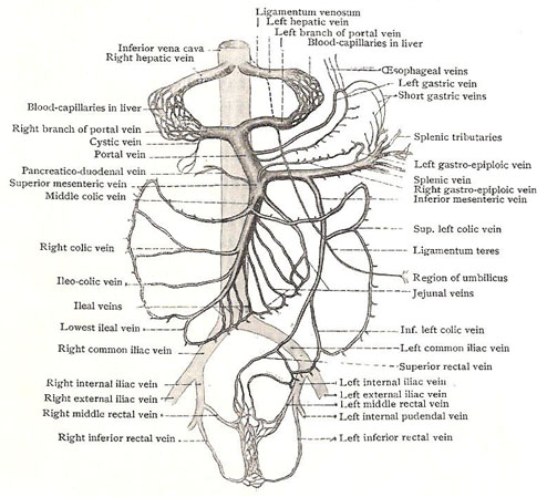 Schema of portal system of veins and its connections with system veins
