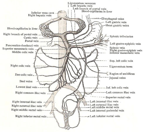 Schema of portal system of veins and its connections with system veins