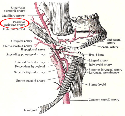 The posterior auricular artery in relation to the external carotid and its branches