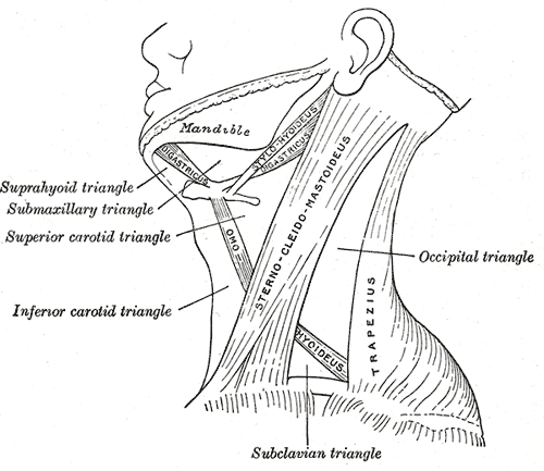 posterior triangle