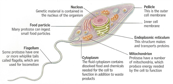 general features of a protozoan