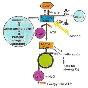 pyruvic acid formation