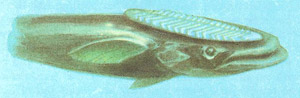 remora