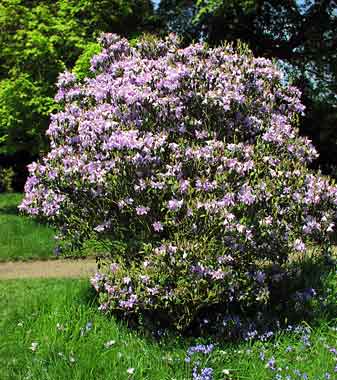 rhododendron