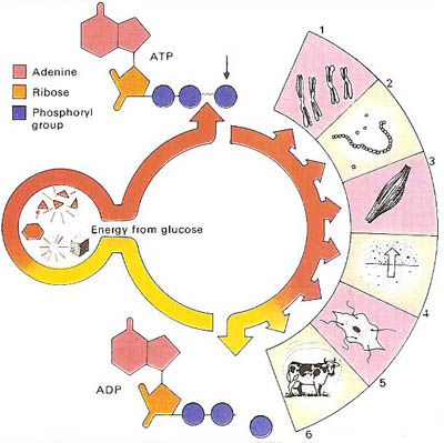 ATP's role in the living cell