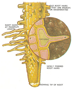 root hairs