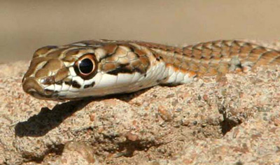Karoo sand snake