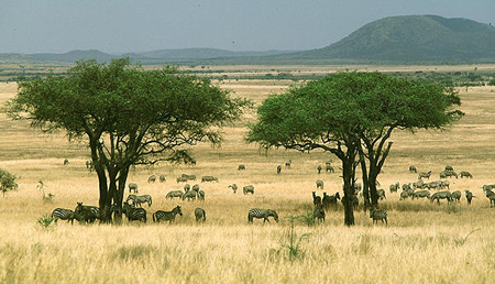 African savanna