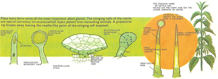 secretory trichomes