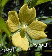 sepals and petals
