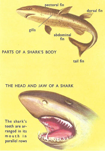 shark anatomy