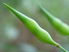 siliques of radish