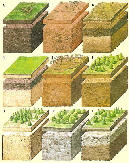 soil profiles