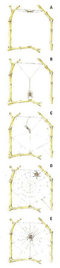 Spiderweb construction