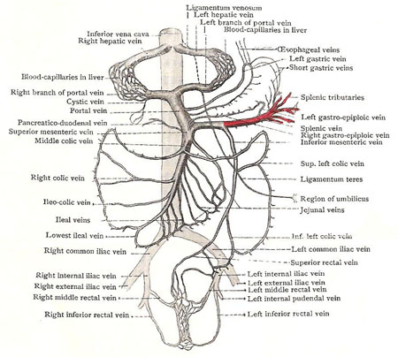 The splenic vein and its tributaries are shown in 
            red in this schema of the portal system of veins