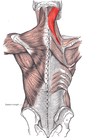 splenius shown in red