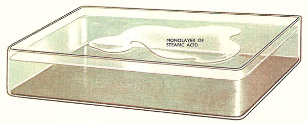 stearic acid monolayer